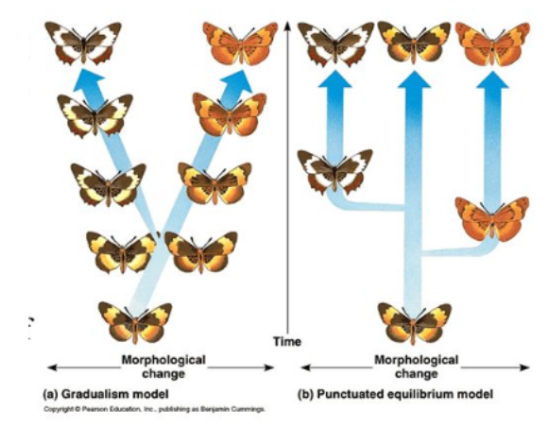 <p><span style="color: yellow;">Geological changes </span>are <span style="color: yellow;">not catastrophic </span>but are instead <span style="color: yellow;">slow and gradual</span></p><p><span style="color: yellow;">Floods </span>in the <span style="color: yellow;">past </span>had <span style="color: yellow;">no greater power </span>than <span style="color: yellow;">floods now</span></p>