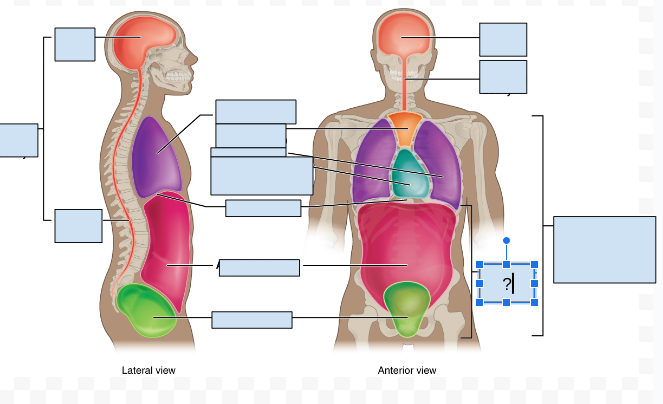 <p>What body cavity is covered by the question Mark?</p>