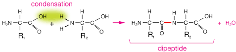 <p>a dipeptide or polypeptide with peptide bond(s)</p>