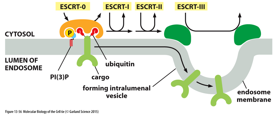 __multivesicular body__

* need to get membrane proteins inside endosome so they can be degraded
* **ESCRT proteins** make uncoated vesicles (push into middle of endosome)
* these vesicles are eventually fully degraded