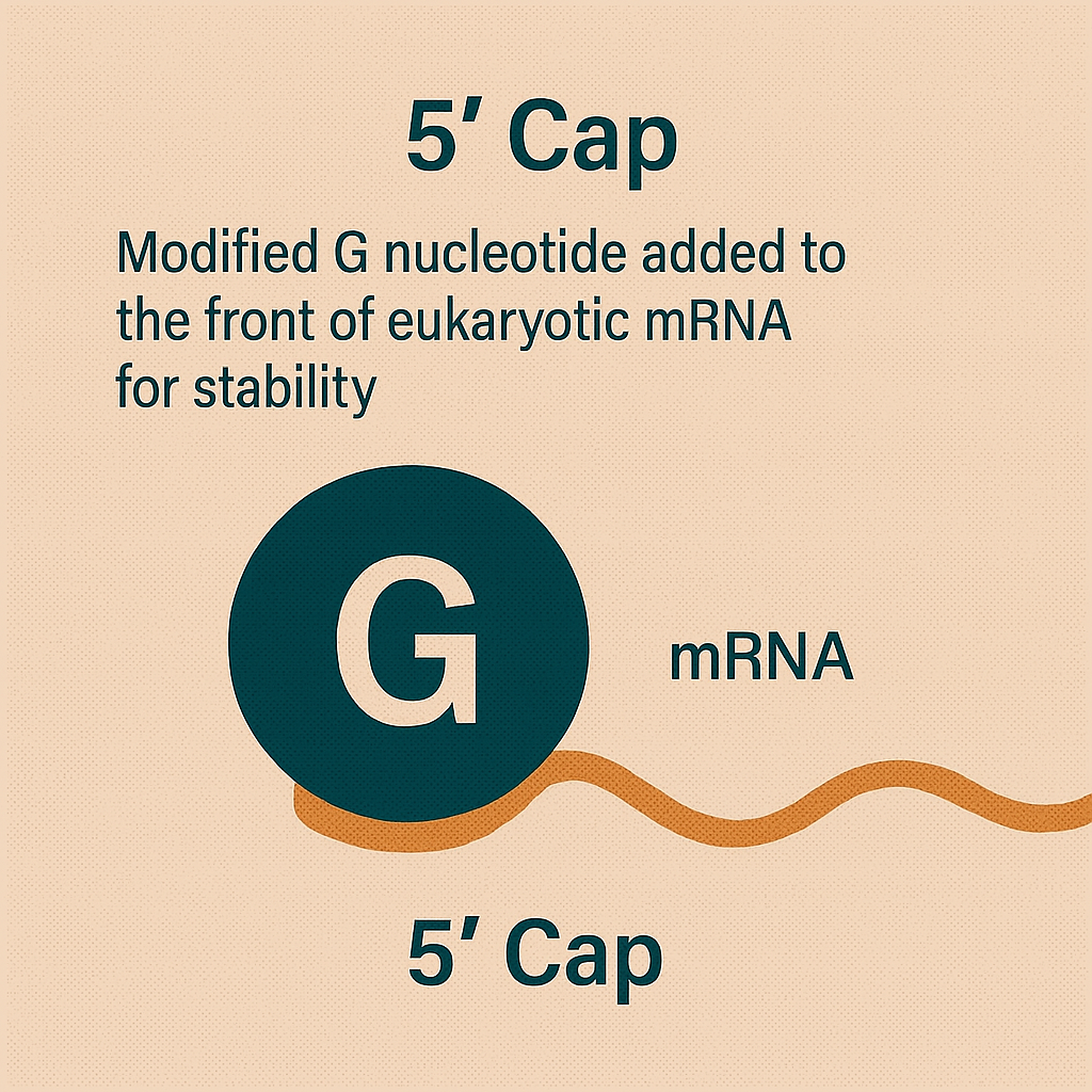 <p>5' cap</p>
