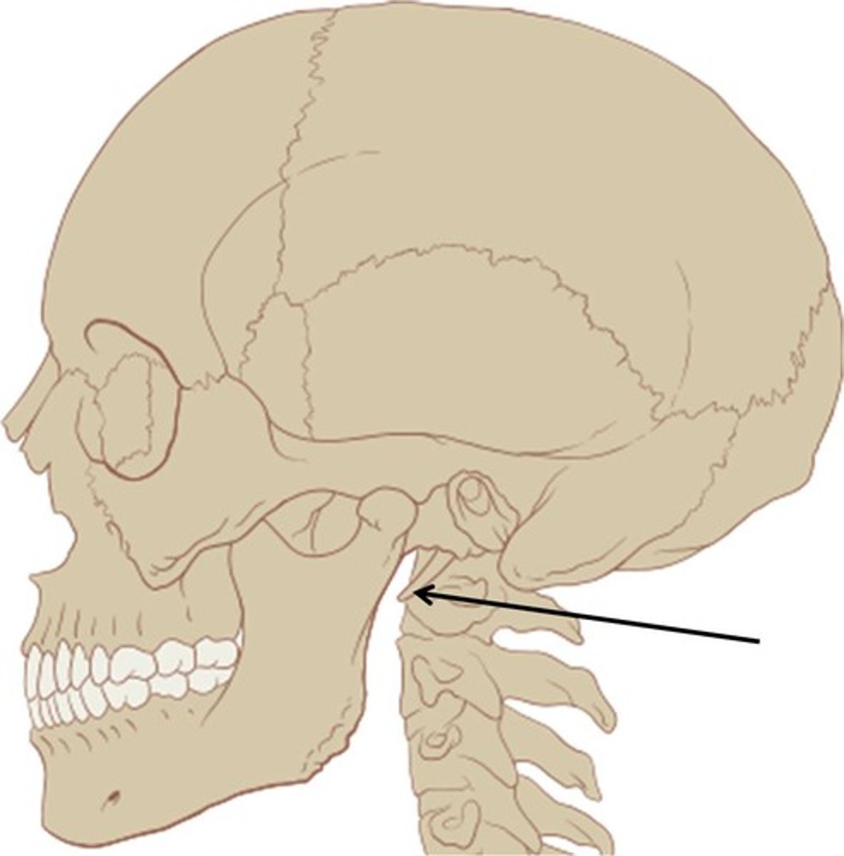 <p>pole-like process extending downward from the temporal bone on each side of the skull</p>