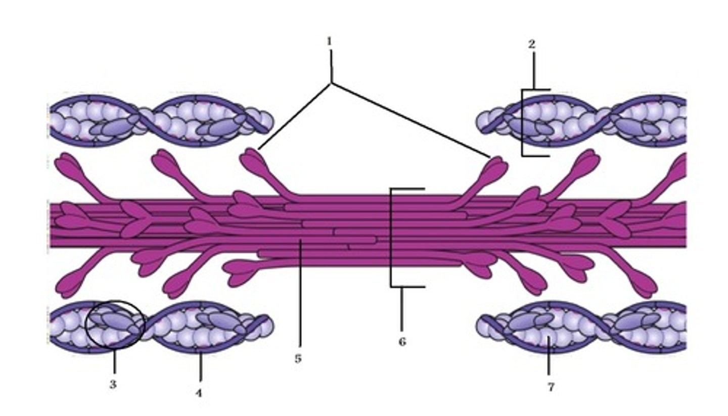 <p>Inside sarcomeres, Ca++ ions allow myosin heads to fit onto actin filaments</p>