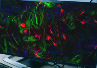 <p>What type of cell is this?</p>