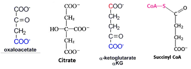 <p>Each intermediate contains reactive groups</p><ol><li><p><strong>Oxaloacetate</strong> → Aspartate → Other amino acids, purines, pyrimidines </p></li><li><p><span><strong>Citrate</strong> → Fatty acids (occurs in cytosol), sterols </span></p></li><li><p><span><strong>Alpha-ketoglutarate</strong> → Glutamate → Other amino acids → Purines </span></p></li><li><p><span><strong>Succinyl CoA </strong>→ Porphyrins, Heme, Chlorophyll</span></p></li></ol><img src="https://knowt-user-attachments.s3.amazonaws.com/90c8f1eb-4f2d-42ff-be00-50bf6ccb96ee.png" data-width="75%" data-align="left"><p></p>