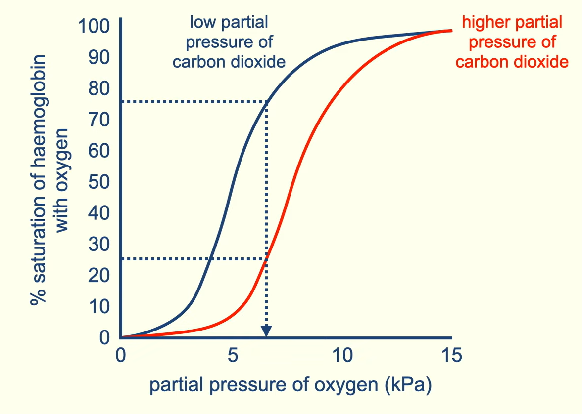 <p>high levels of CO2 cause the oxygen dissociation curve to shift the right. Meaning that at the same partial pressure of oxygen less will bind in high CO2 conditions vs low CO2 conditions. CO2 causes the oxygen affinity of haemoglobin to decrease. So its easier to unload the oxygen</p>