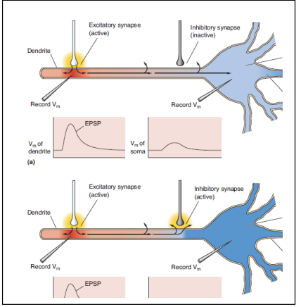 <ol><li><p>GABAergic synapses</p></li></ol><p>or</p><ol start="2"><li><p>glycinergic synapses</p></li></ol><p></p><p></p>