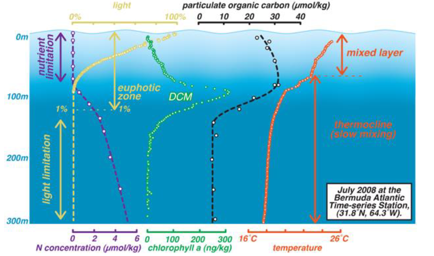 <p>Limiting factors: Sunlight, temperature, salinity, O2, nutrients CO2, NO3-, PO43-</p>