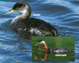 <p><span><span>Podiceps grisegena </span></span></p>