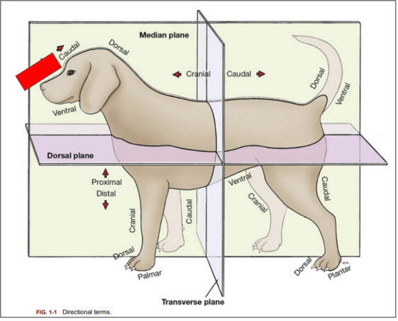 <p>What is the directional term blocked out in red?</p>