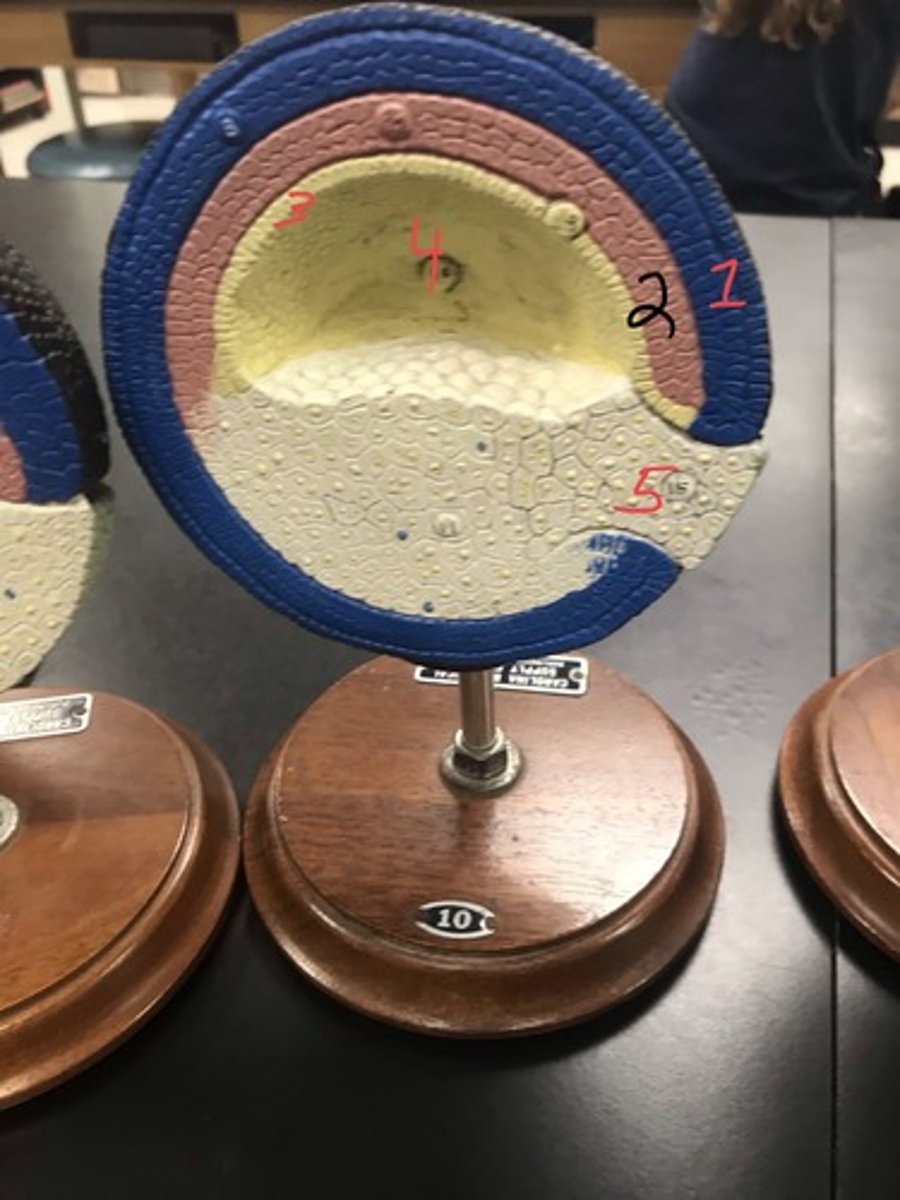 <p>For the following model, give the following:</p><p>1) stage of embryonic development</p><p>2) structures in numerical order</p>