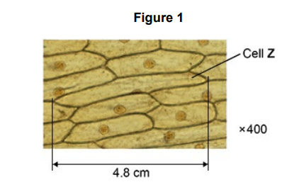 <p>A student prepared some onion cells. The student viewed the onion cells using a light microscope.<br><br>Figure 1 shows what the student saw under the microscope at a magnification of ×400.&nbsp;The length of cell Z in Figure 1 is 4.8 cm. Calculate the real length of cell Z. Give your answer in micrometres (µm).</p>