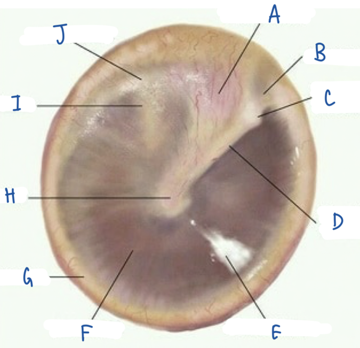 <p>What part of the tympanic membrane is labeled G?</p>