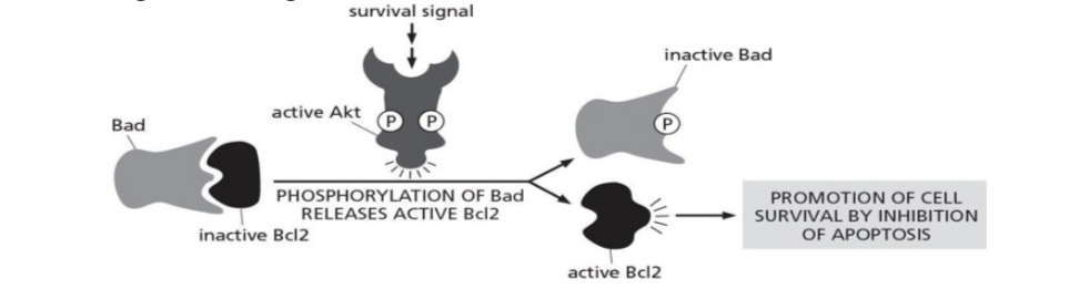 <p>Which of the following statement is false?</p>