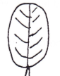 <p>Shape of leaf?</p>