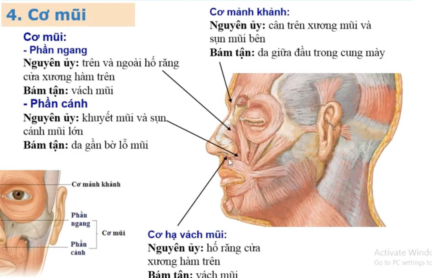 <p>Cơ mũi được chia làm 3 cơ nào ? </p>