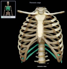 <p>not attached to sternum (only vertebrae)</p>