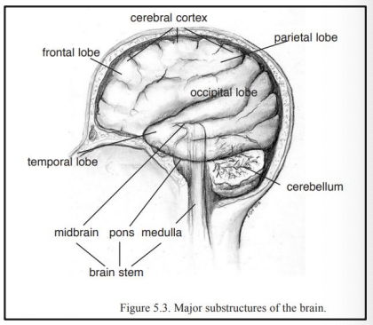 <p>● Communicative and structural link between the brain and the spinal cord. </p><p>● Cranial nerves originate here* </p><p>● Pathway: motor nerve fibers from brain →spinal cord. </p><p>● Pathway: Sensory nerve fibers from periphery →brain. </p><p>● Damage to brain stem has effects both on motor and sensory functions.</p>