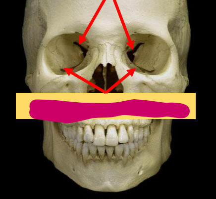 <p>What feature of the skull is this?</p>