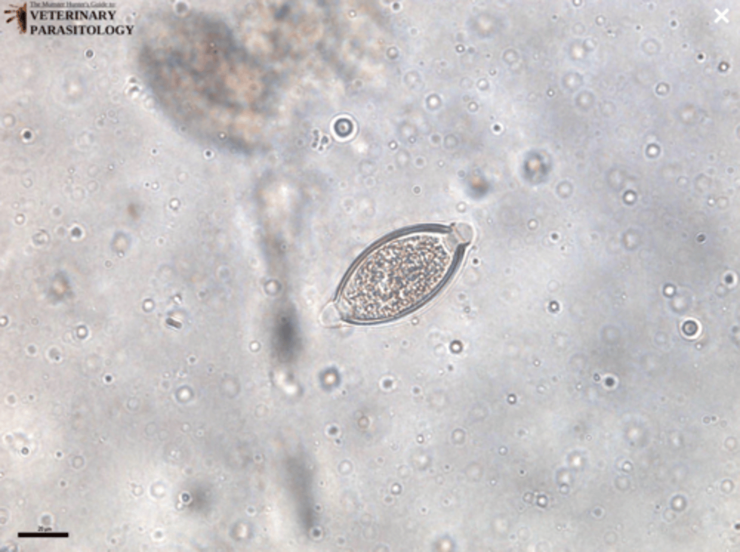 <p>What parasite is this if it is from a cat</p>