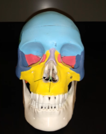 <p>What is this bone (ridges in nose)?</p>