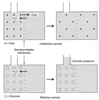<p>Effective and Ineffective Osmoles</p>
