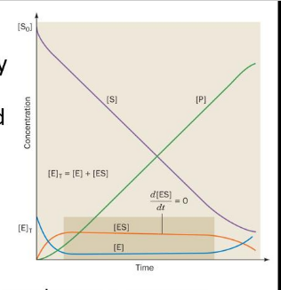 <p><strong>IClicker: </strong>Michaelis-Menten kinetics depend upon a steady state assumption. Which of these statements are included in that assumption?</p><p>(A) [S] > [E]</p><p>(B) The substrate will become product at a constant rate.</p><p>(C) Rate of ES formation = Rate of ES breakdown.</p><p>(D) All of the above</p><p>(E) None of the above</p>