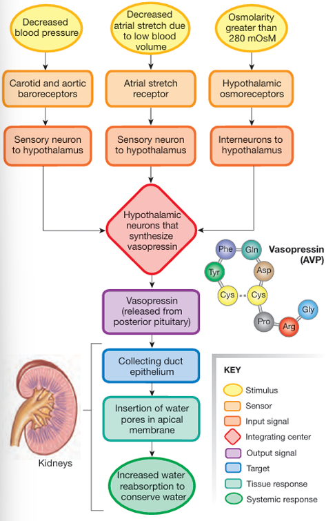 <ul><li><p>plasma osmolarity → Monitored by osmoreceptors in the hypothalamus; vasopressin is released when osmolarity exceeds 280 mOsM.</p></li><li><p>blood volume →  Detected by stretch-sensitive receptors in the atria; vasopressin is released when blood volume decreases.</p></li><li><p>blood pressure → Monitored by carotid and aortic baroreceptors; a drop in blood pressure stimulates vasopressin release.</p></li></ul><p></p>