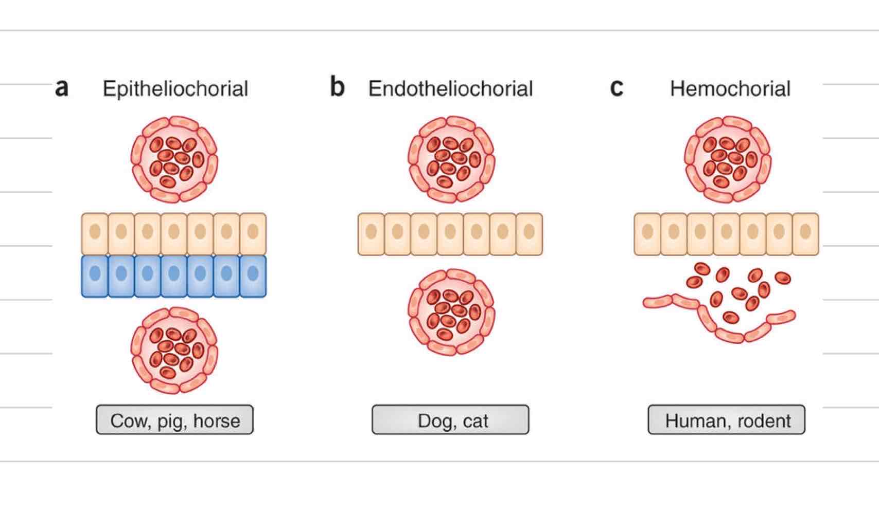 <ul><li><p>Somewhat invasive, 4 layers</p></li><li><p>Fetal layers</p><ul><li><p>Fetal endothelium</p></li><li><p>fetal connective tissue</p></li><li><p>chorionic epithelium</p></li></ul></li><li><p>Maternal Layers</p><ul><li><p>maternal endothelium</p></li></ul></li></ul>