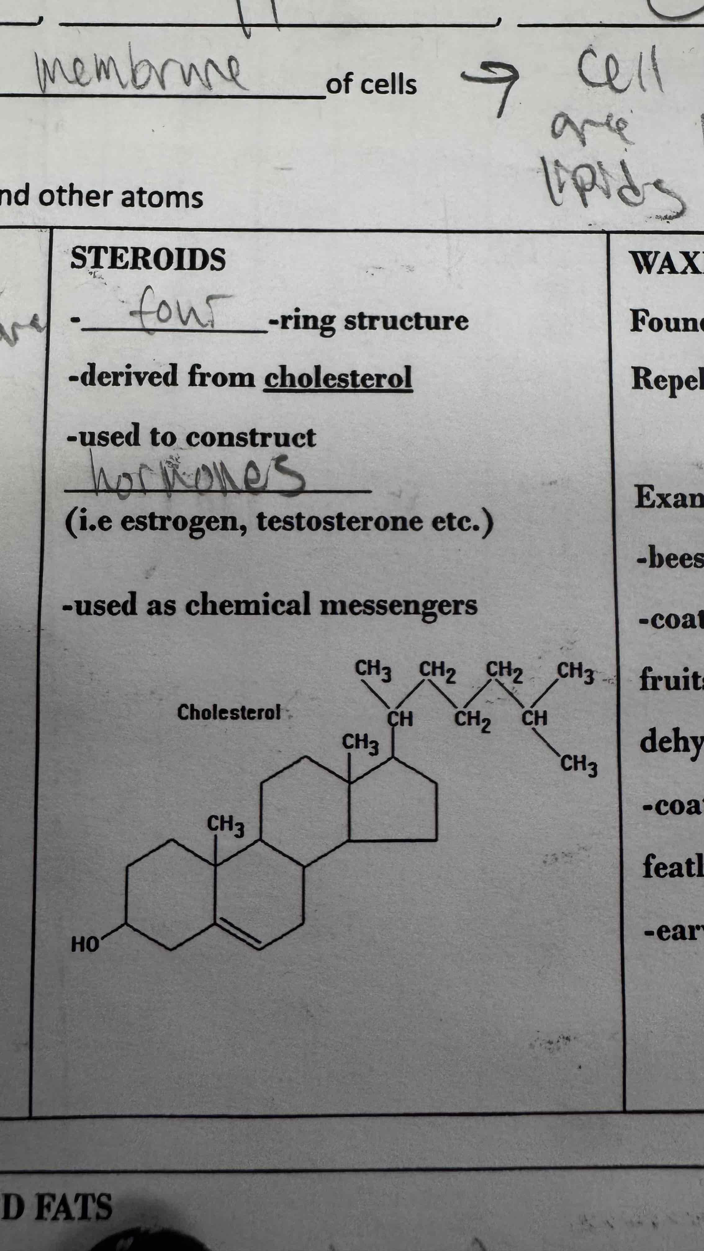 <p>What type of lipid is this?</p>