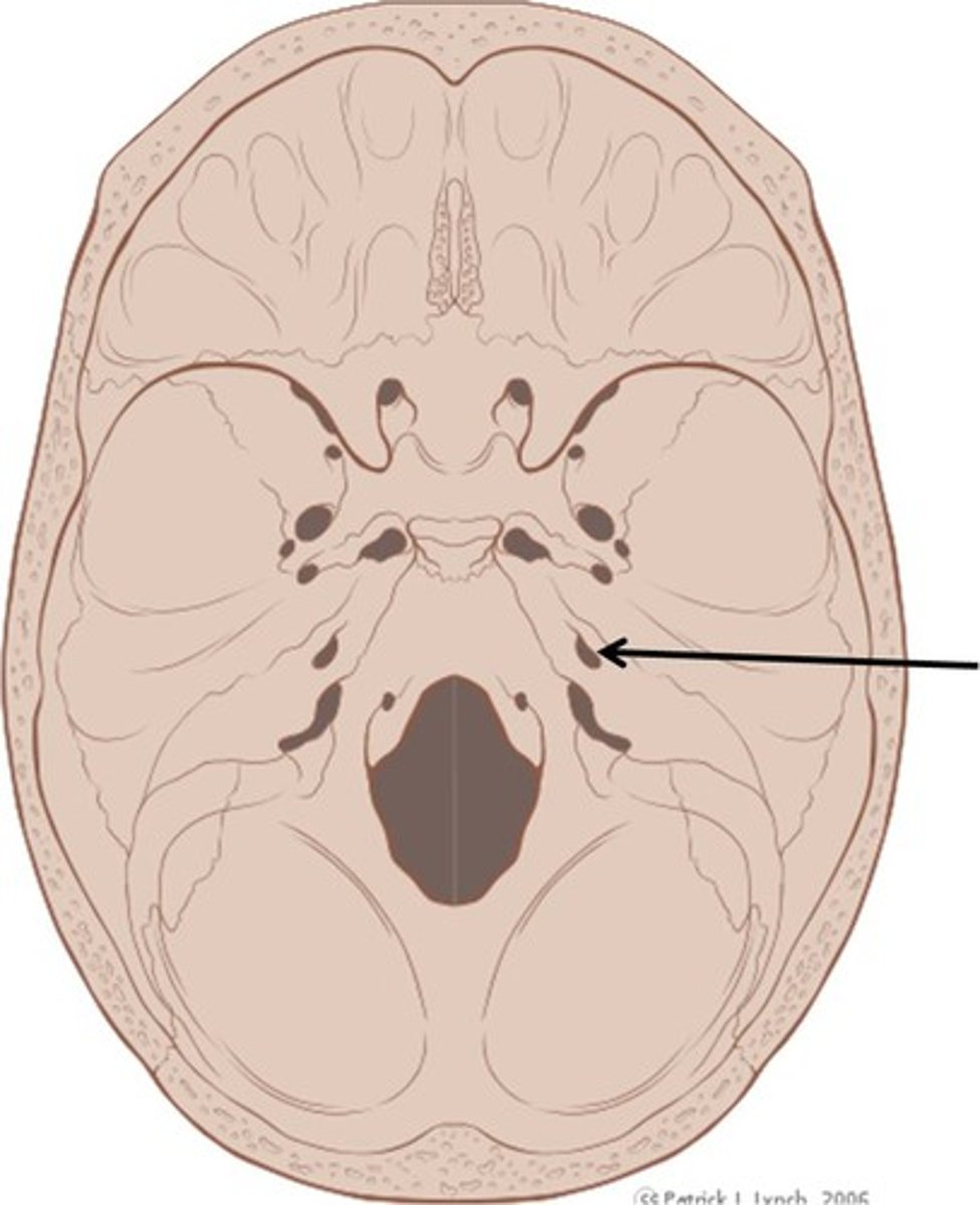 knowt flashcard image