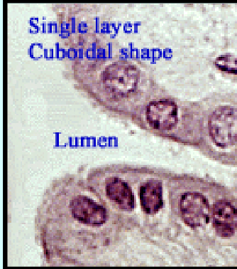 <p>"Glandular" refers to anything related to glands, including their structure, function, or the substances they produce and secrete. It can describe processes, tissues, or organs involved in the production and release of hormones, enzymes, or other essential substances in the body. These substances are then either secreted into the bloodstream or released into a cavity or onto a surface in the body to perform specific functions.</p>