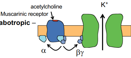 <p>What type of receptor does this image show?</p>