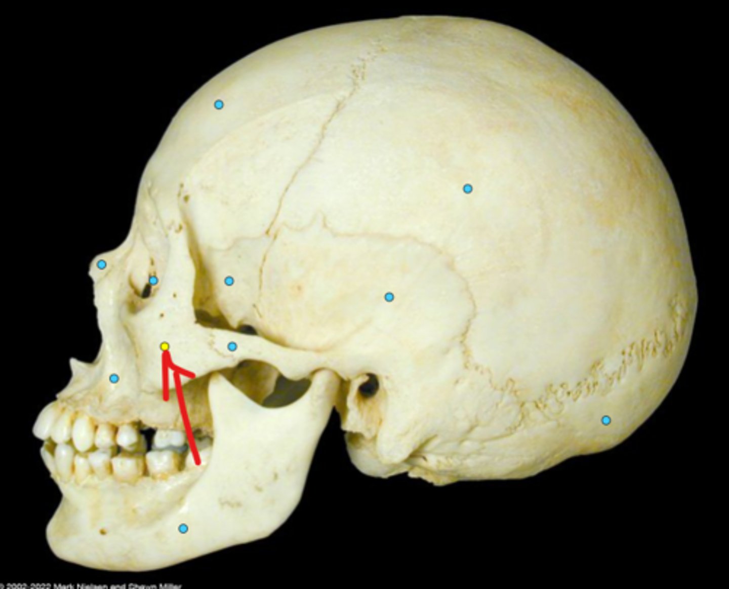 knowt flashcard image