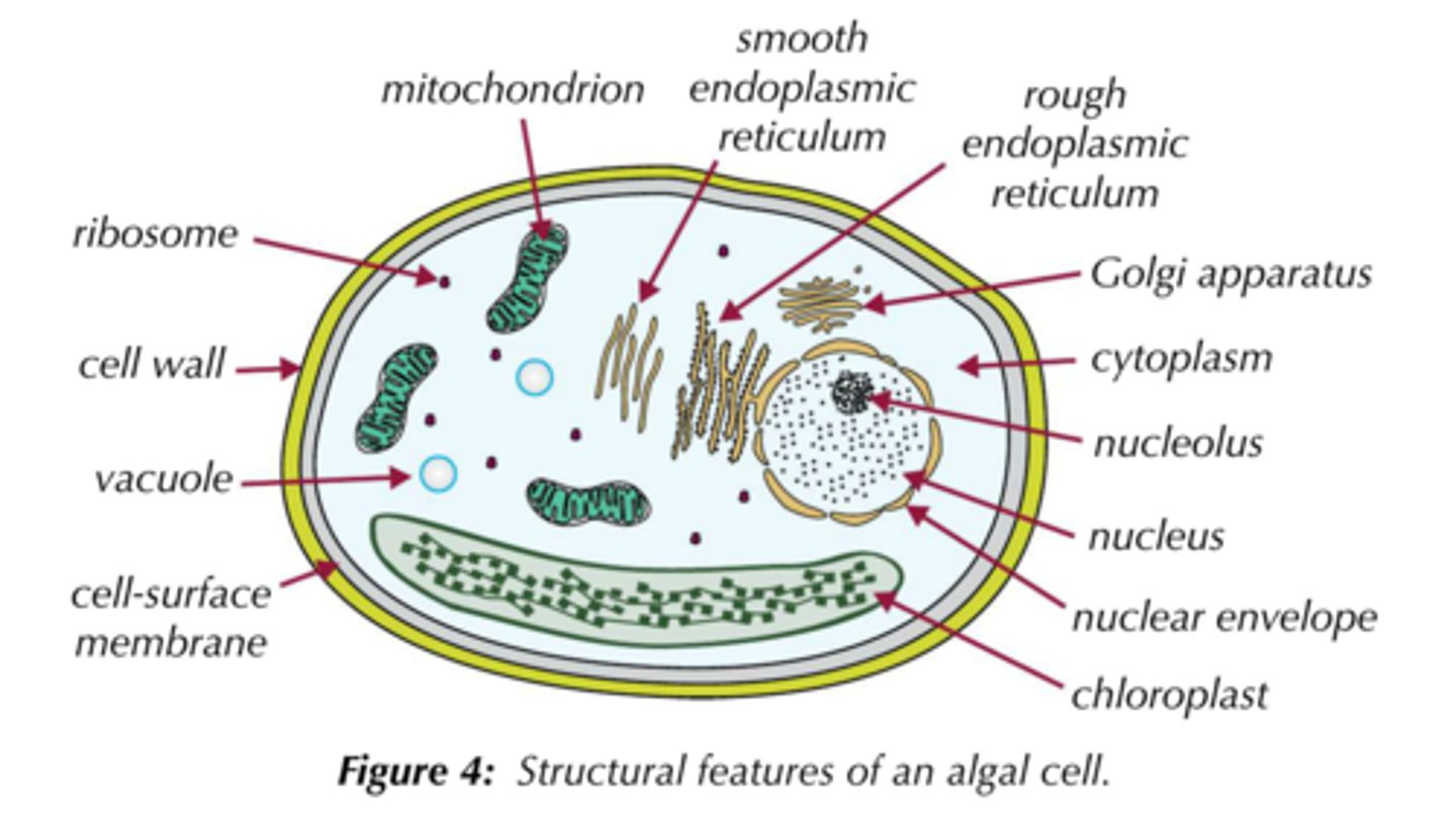<p>Can be unicellular, and have varying shapes and sizes of chloroplasts e.g one big chloroplast</p>