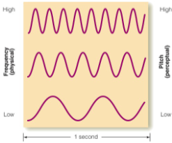 <p>the number of cycles per second (determines pitch).</p>