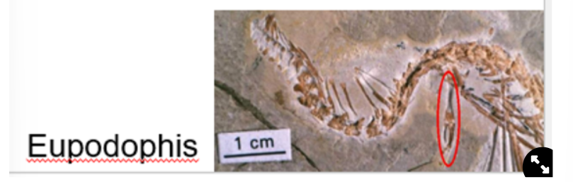 <ul><li><p>fossil forms had back legs but no front legs→ <strong>lost front legs first</strong></p></li><li><p>another fossil form had 4 small limbs and has features suggesting burrowing<img src="https://knowt-user-attachments.s3.amazonaws.com/ba5af62a-a74b-4e9a-bafd-8fa8eb7eb7e3.jpeg" width="105" height="151.734375">  → is debated if this was a snake or not though</p></li></ul>