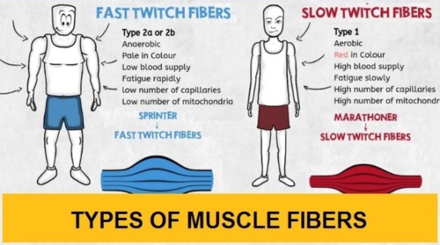 <p>Fast twitch or fast glycolytic fibers that contain a low content of myoglobin and generate ATP by anaerobic metabolic processes.</p>