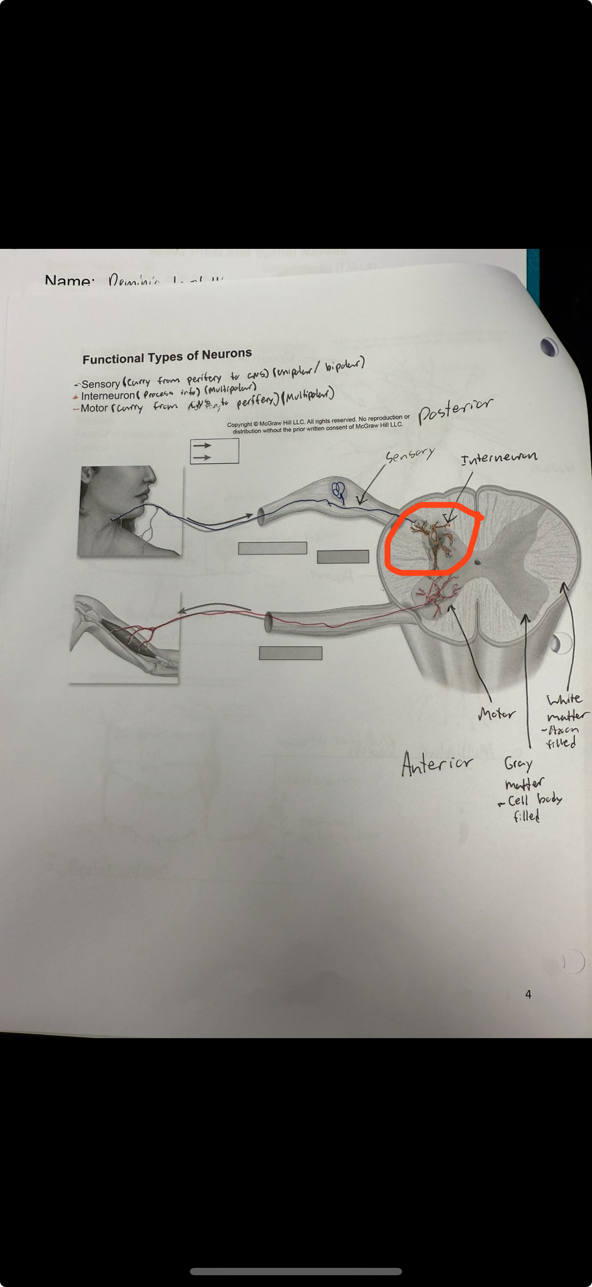 <ul><li><p>Neuron that lives completely within the CNS, 99% of nerves&nbsp;</p></li><li><p>Acts as decision maker between motor and sensory neuron</p></li><li><p>Receives, processes, stores information</p></li><li><p>Mostly multipolar neurons</p></li></ul><p></p>