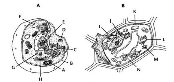 Some cells form a cell plate during cytokinesis. Which of the following is true of the cells in figure 10-6 above?