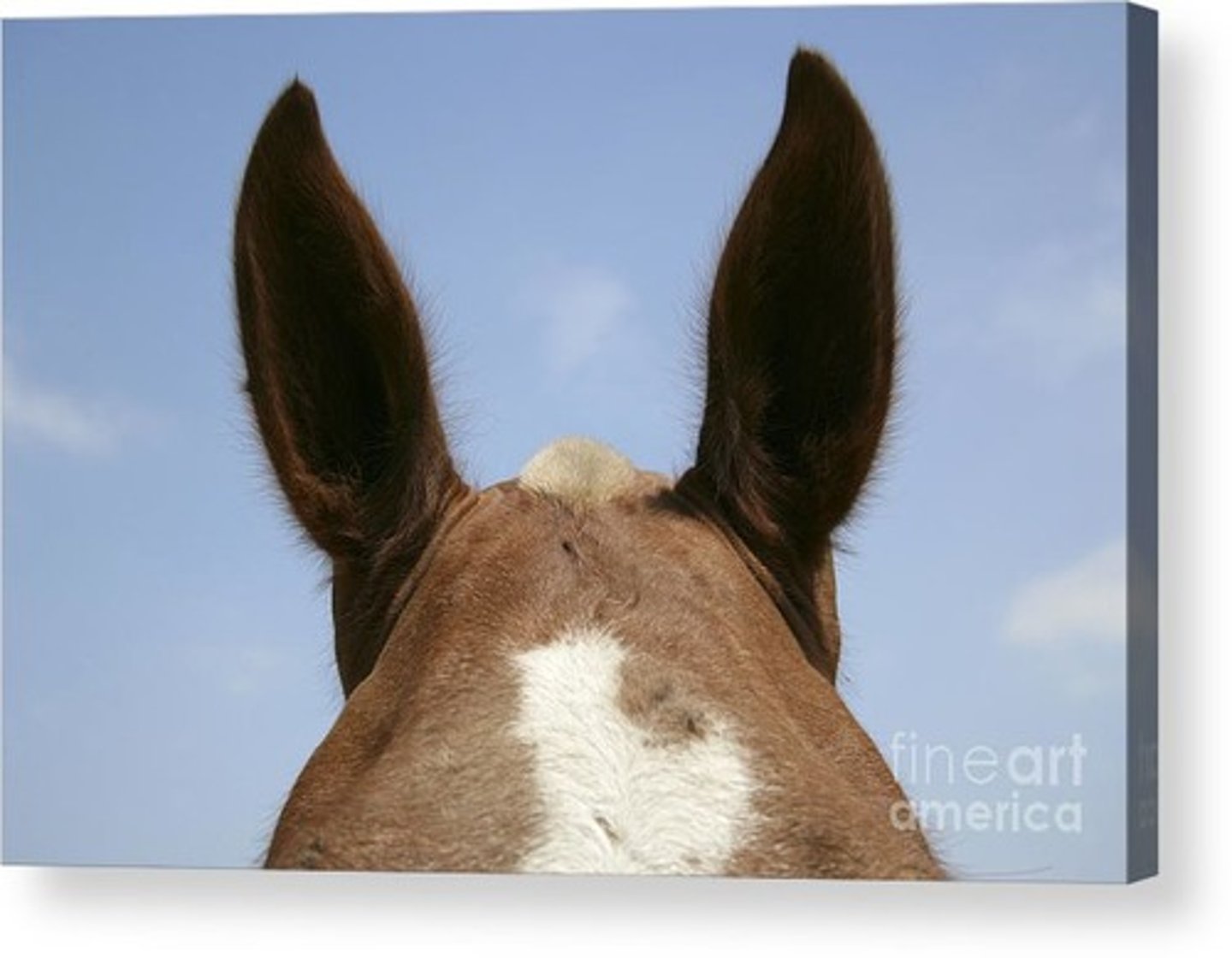 <p>nuchal crest (top of head)</p>
