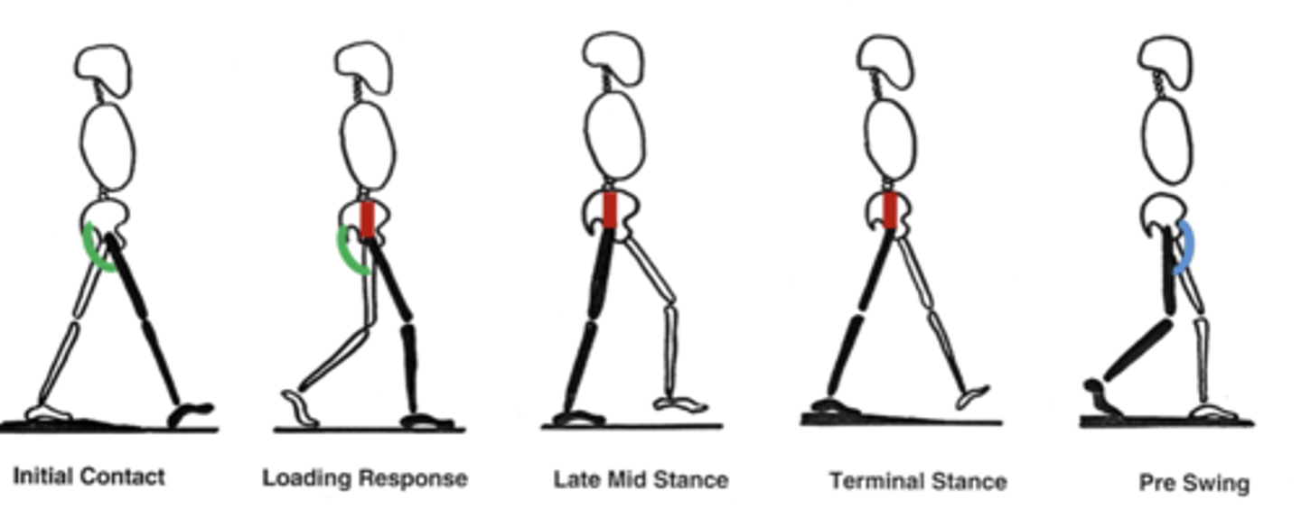 <p>Lateral thigh/deep gluteal</p><p>Superior gluteal n.</p><p>-Hip abductors (RED) keep the pelvis level during stance phase, while weight is on one limb.</p><p>-Trendelenburg gait: Inability to resist gravity causes pelvis to drop to the contralateral side </p><p>-Abductor lurch/Compensated Trendelenburg: shifting weight over the affected side reduces contralateral hip drop</p>