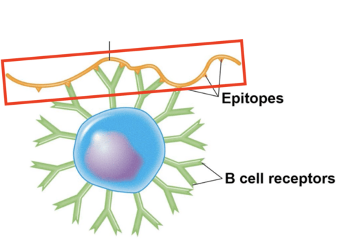 <p>B cell activation against T-independent antigen</p><p>Fill in the blank:</p><p>- Multiple Fabs, or "_____," bind to multiple T-independent antigen __________.</p><p>- B cell will activate and differentiate into _______________.</p>