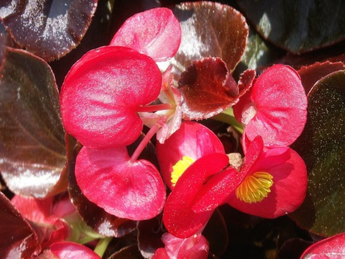 <p>Wax Begonia</p>