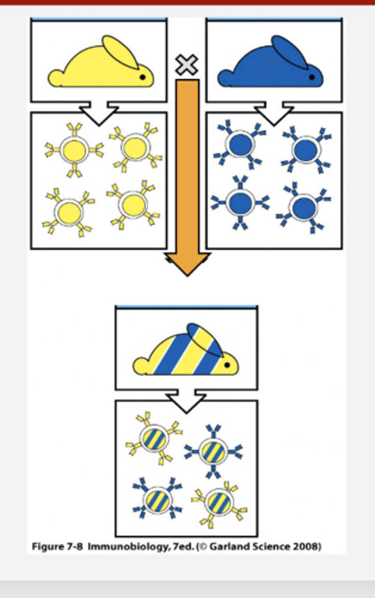 <p>when only one of the parental alleles that code for the TCR or B-cell receptor is functional, ensureing only one receptor specificity per B or T cell by shutting down rearrangement once a successful receptor is produced.</p>