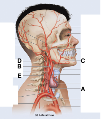 <p>Name point E.</p>