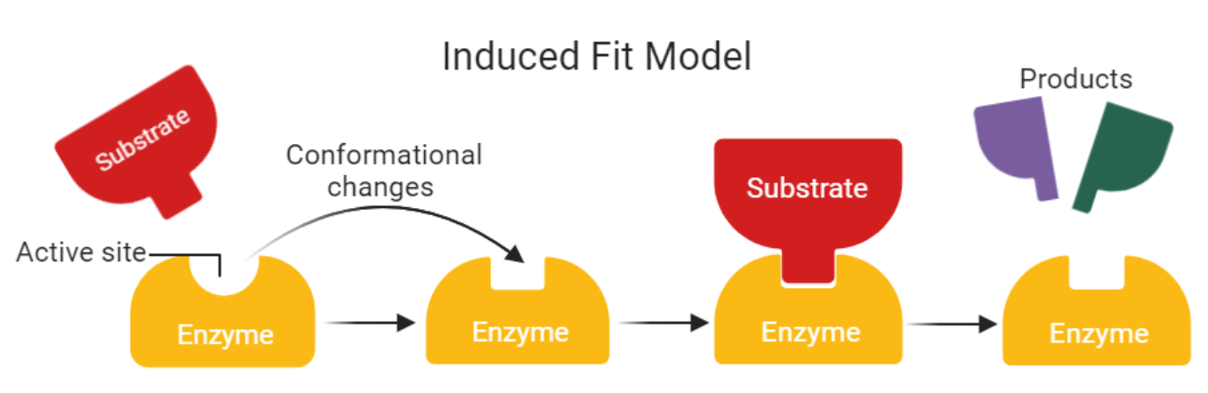 <p>Shape of the active site may change to fit the substrate shape</p>