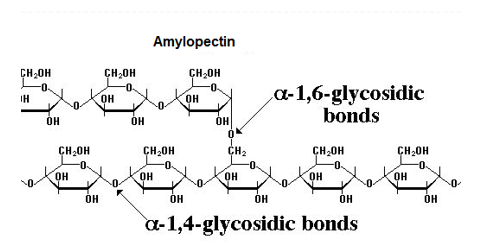 <ul><li><p>Made up of a branched chain of alpha molecules</p></li><li><p>Branches occur due to having 1-6 glycosidic bonds alongside 1-4 bonds.</p></li></ul><p></p>