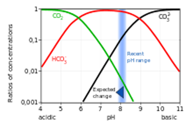 <p><span style="font-family: &quot;Century Gothic&quot;">concentration of carbonate ions decreases. this effects the ocean as marine organisms need carbonate to build their shells</span></p>