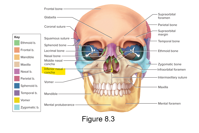 <p>The inferior concha</p>